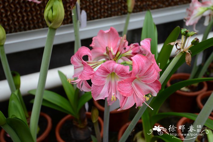 朱頂紅Hippeastrum rutilum