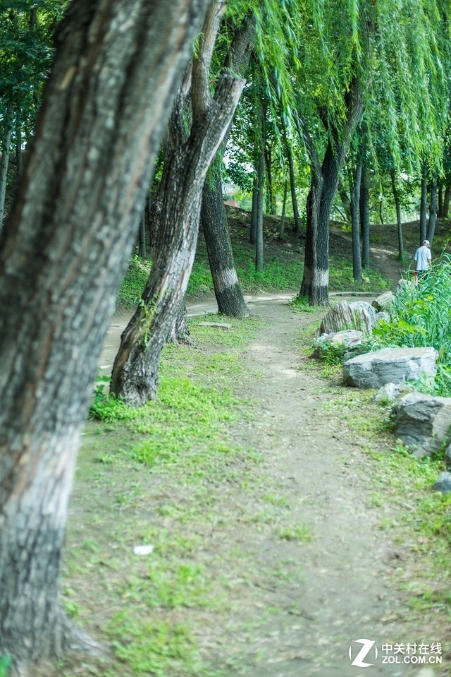 北京園林頤和園的花草樹木