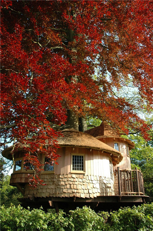 “藍(lán)森林”樹屋給你樹梢間生活的神奇體驗